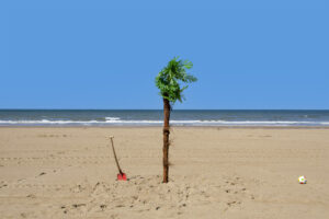 Palmboom
