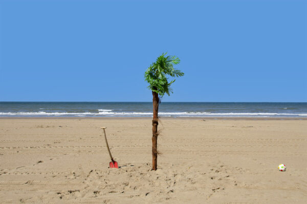 Palmboom