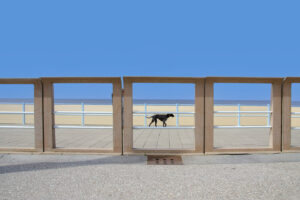 Hond