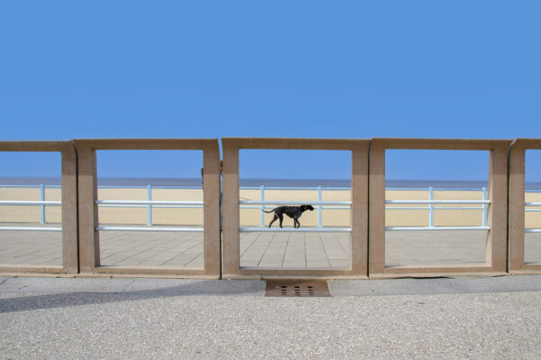 Hond