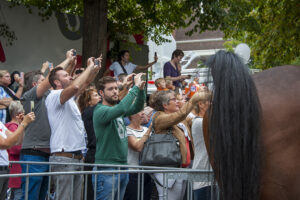 Rijtoer prinsjesdag staart van paard